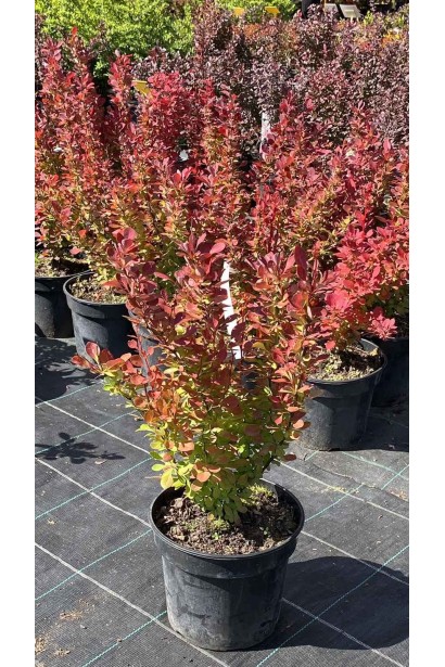 Барбарис Тунберга Оранж Рокет - 3л/вис.40-60см/Ø20-30см